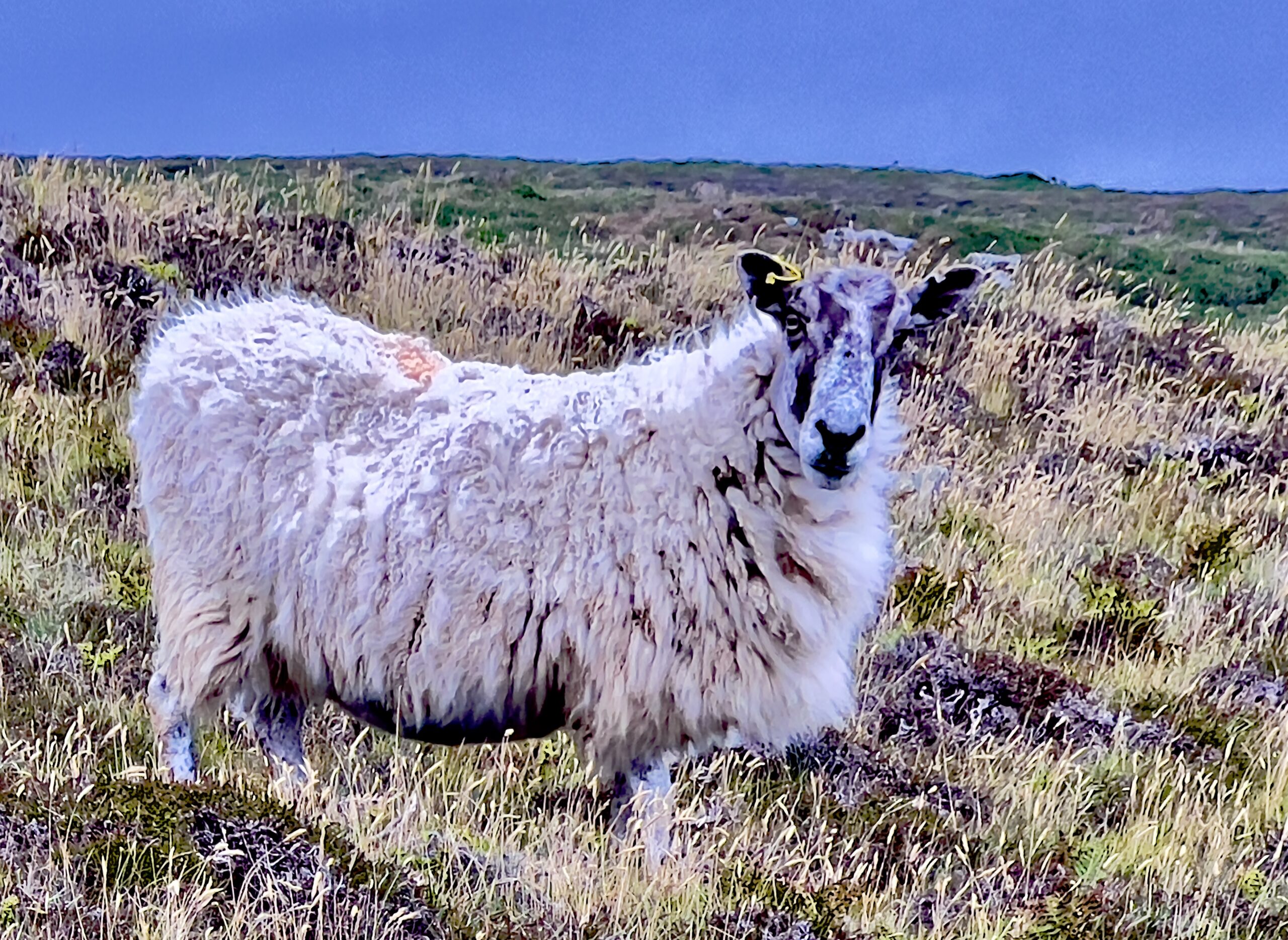 IMG_3950-scaled Home